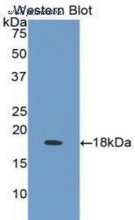 LifeSpan Biosciences LS-C301953 image 1