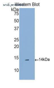 LifeSpan Biosciences LS-C301957 image 1