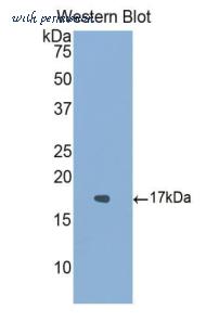 LifeSpan Biosciences LS-C301958 image 1