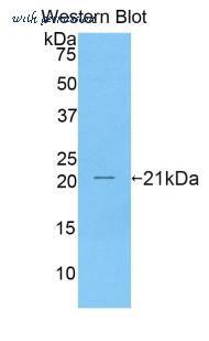 LifeSpan Biosciences LS-C301962 image 1