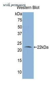LifeSpan Biosciences LS-C301965 image 1