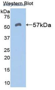 LifeSpan Biosciences LS-C301966 image 1