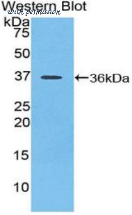 LifeSpan Biosciences LS-C301976 image 1