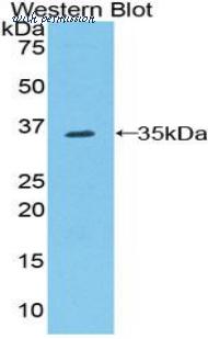 LifeSpan Biosciences LS-C302124 image 1