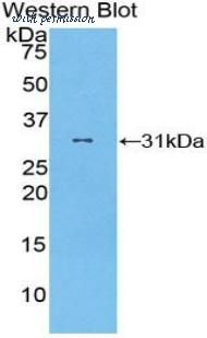 LifeSpan Biosciences LS-C302125 image 1