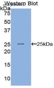LifeSpan Biosciences LS-C302126 image 1