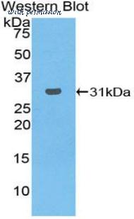 LifeSpan Biosciences LS-C302127 image 1