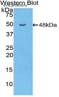 LifeSpan Biosciences LS-C302128 image 1
