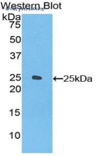 LifeSpan Biosciences LS-C302129 image 1