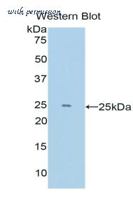 LifeSpan Biosciences LS-C302158 image 1