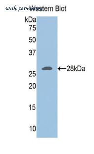 LifeSpan Biosciences LS-C302160 image 1