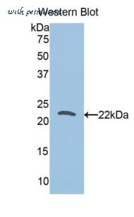 LifeSpan Biosciences LS-C302164 image 1