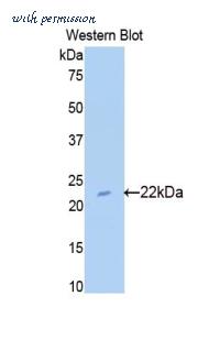 LifeSpan Biosciences LS-C302165 image 1
