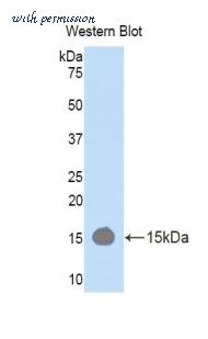 LifeSpan Biosciences LS-C302166 image 1
