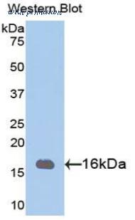 LifeSpan Biosciences LS-C302167 image 1