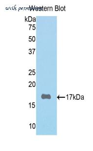 LifeSpan Biosciences LS-C302168 image 1