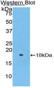 LifeSpan Biosciences LS-C302169 image 1