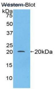 LifeSpan Biosciences LS-C302919 image 1
