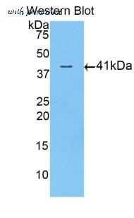 LifeSpan Biosciences LS-C302920 image 1