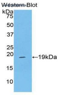 LifeSpan Biosciences LS-C302922 image 1