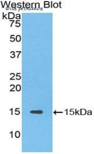 LifeSpan Biosciences LS-C303154 image 1