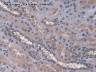 LifeSpan Biosciences LS-C303154 image 2