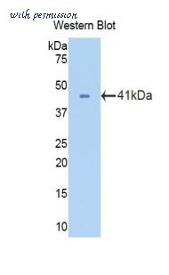 LifeSpan Biosciences LS-C303295 image 1