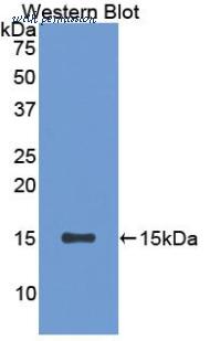 LifeSpan Biosciences LS-C303310 image 1