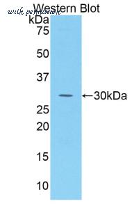LifeSpan Biosciences LS-C303313 image 1