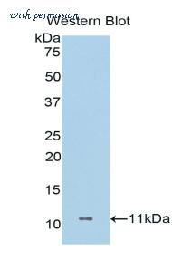 LifeSpan Biosciences LS-C303316 image 1