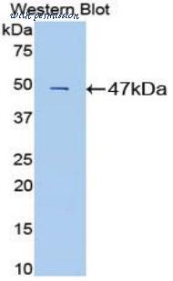 LifeSpan Biosciences LS-C303337 image 1