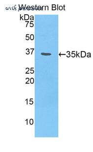 LifeSpan Biosciences LS-C303344 image 1