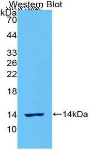 LifeSpan Biosciences LS-C303346 image 1