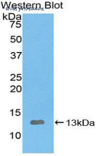 LifeSpan Biosciences LS-C303347 image 1