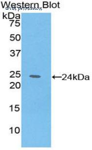 LifeSpan Biosciences LS-C303348 image 1