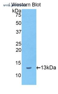 LifeSpan Biosciences LS-C303350 image 1