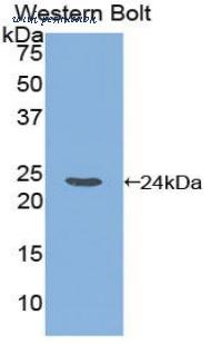 LifeSpan Biosciences LS-C303578 image 1