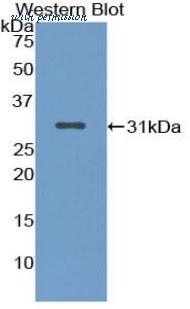 LifeSpan Biosciences LS-C303590 image 1