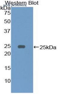 LifeSpan Biosciences LS-C303591 image 1