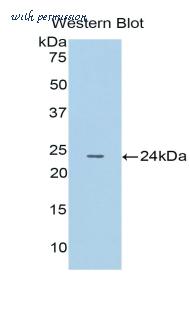 LifeSpan Biosciences LS-C304611 image 1
