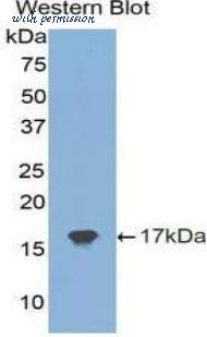 LifeSpan Biosciences LS-C304908 image 1
