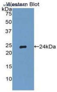 LifeSpan Biosciences LS-C304909 image 1