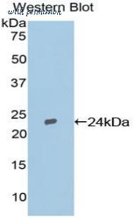 LifeSpan Biosciences LS-C304910 image 1