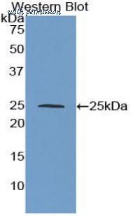 LifeSpan Biosciences LS-C304912 image 1