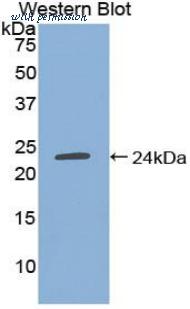 LifeSpan Biosciences LS-C304915 image 1