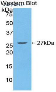 LifeSpan Biosciences LS-C304916 image 1