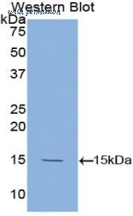 LifeSpan Biosciences LS-C304923 image 1
