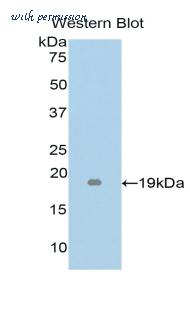 LifeSpan Biosciences LS-C304924 image 1