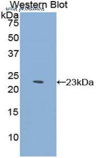 LifeSpan Biosciences LS-C304926 image 1
