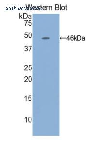 LifeSpan Biosciences LS-C304931 image 1